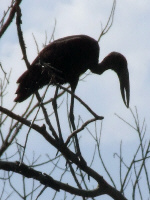 Open Billed Stork Open Billed Stork
